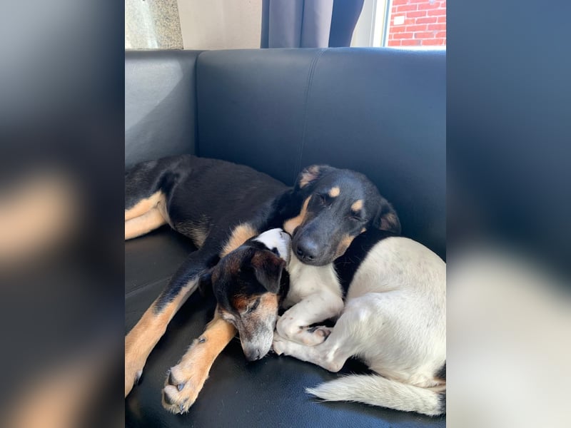 Frieda sucht ein neues Zuhause