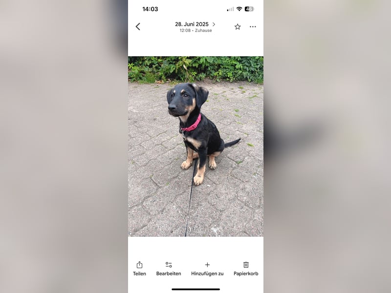 Frieda sucht ein neues Zuhause