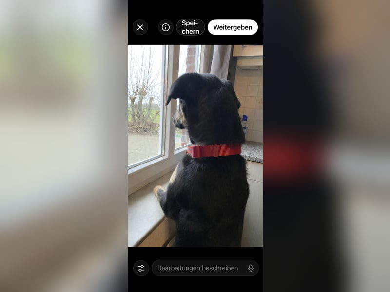 Frieda sucht ein neues Zuhause