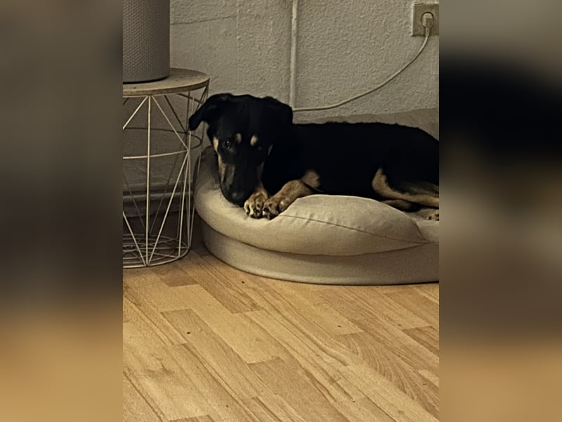 Frieda sucht ein neues Zuhause