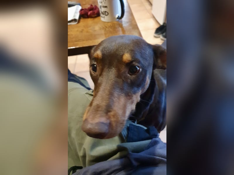 Samba – jung, wunderschön und voller Lebensfreude!