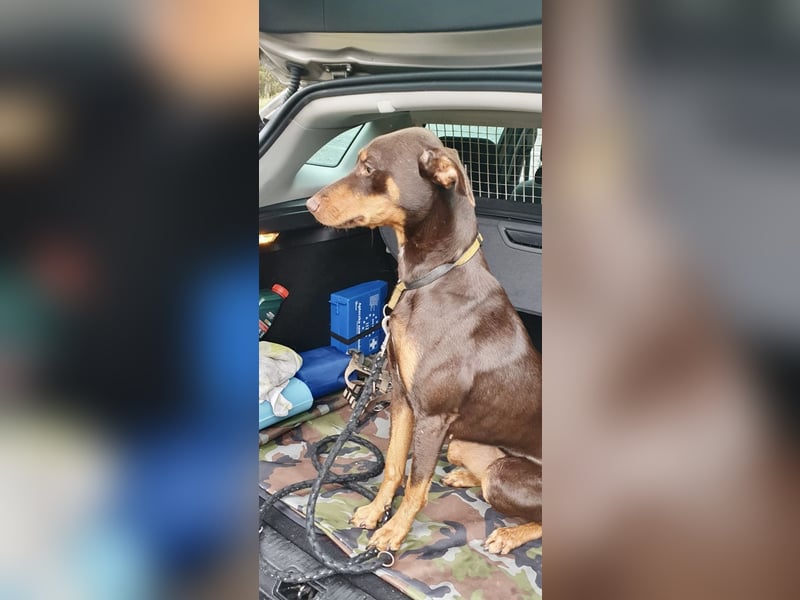 Samba – jung, wunderschön und voller Lebensfreude!