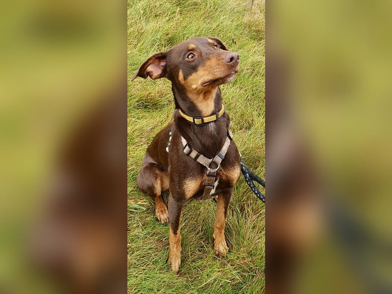 Samba – jung, wunderschön und voller Lebensfreude!