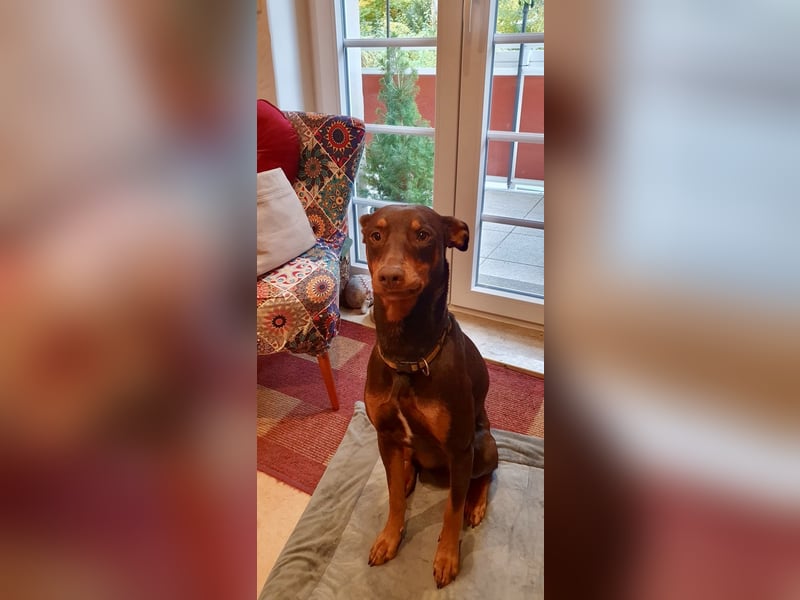 Samba – jung, wunderschön und voller Lebensfreude!