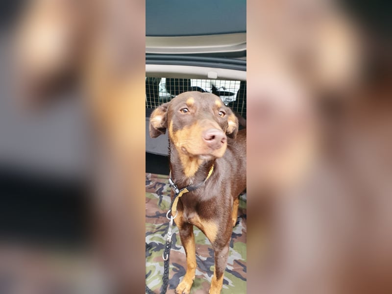 Samba – jung, wunderschön und voller Lebensfreude!