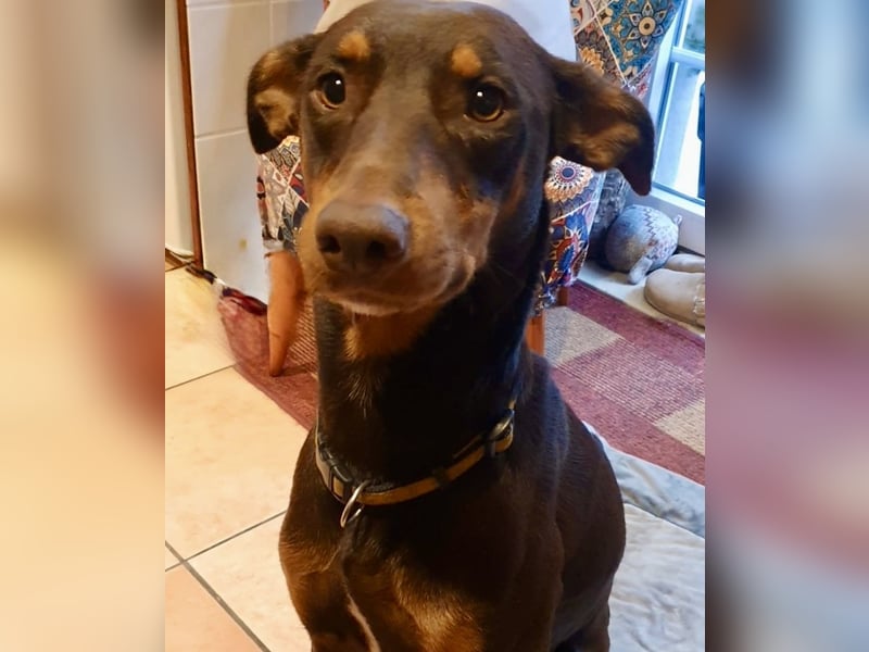 Samba – jung, wunderschön und voller Lebensfreude!