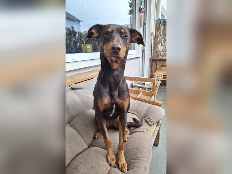 Samba – jung, wunderschön und voller Lebensfreude!