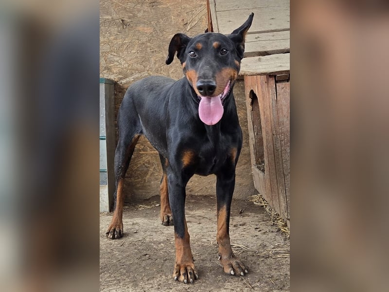 Dobermann-Mix LUNA sucht ihr Zuhause!