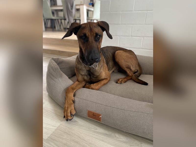 Malinois Dobermann Mix Titus