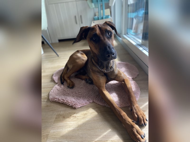 Malinois Dobermann Mix Titus