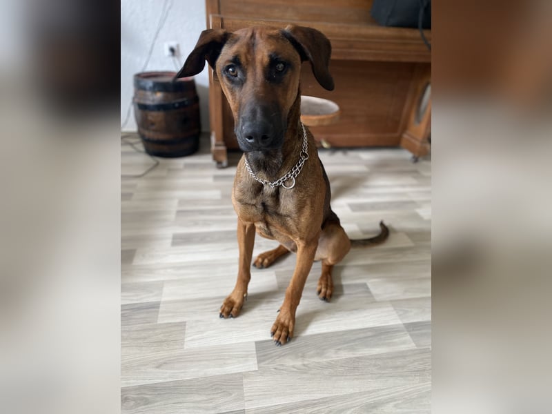 Malinois Dobermann Mix Titus