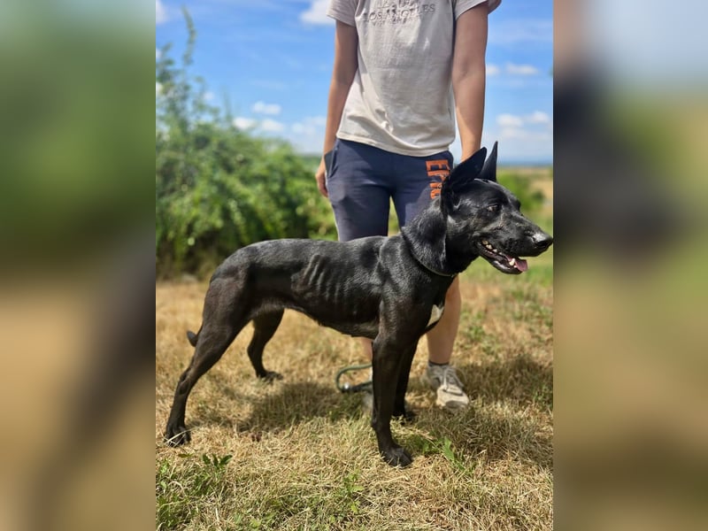 Liebenswürdige Dobermann ähnl. Junghündin, 1,5J., kastriert