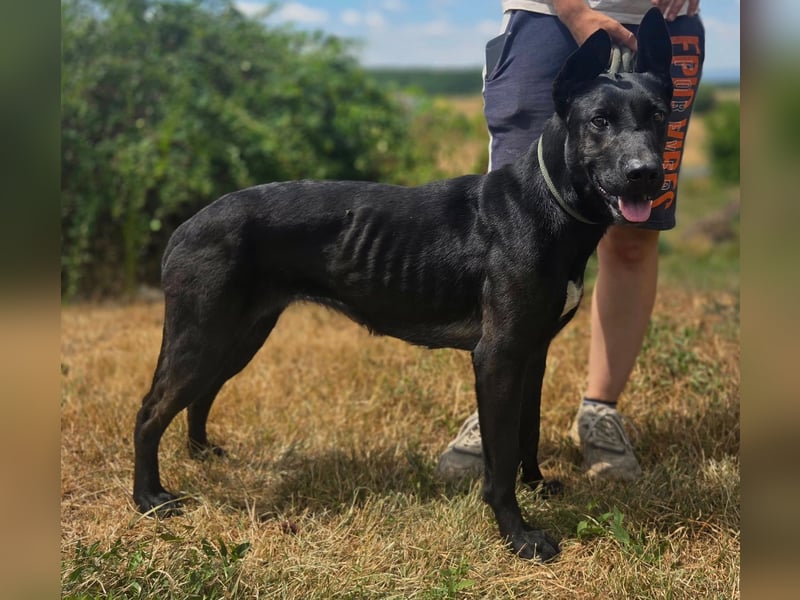 Liebenswürdige Dobermann ähnl. Junghündin, 1,5J., kastriert