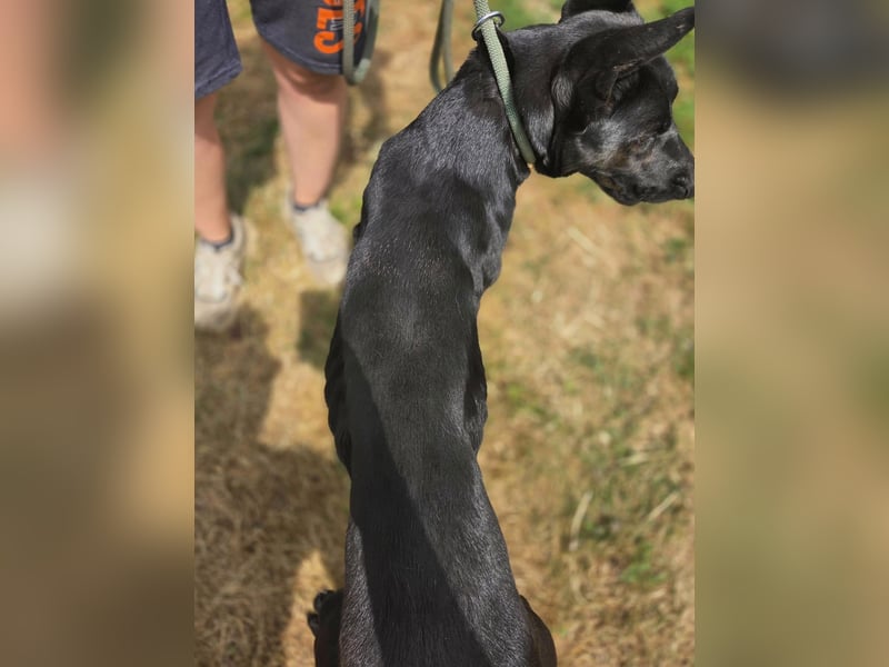 Liebenswürdige Dobermann ähnl. Junghündin, 1,5J., kastriert
