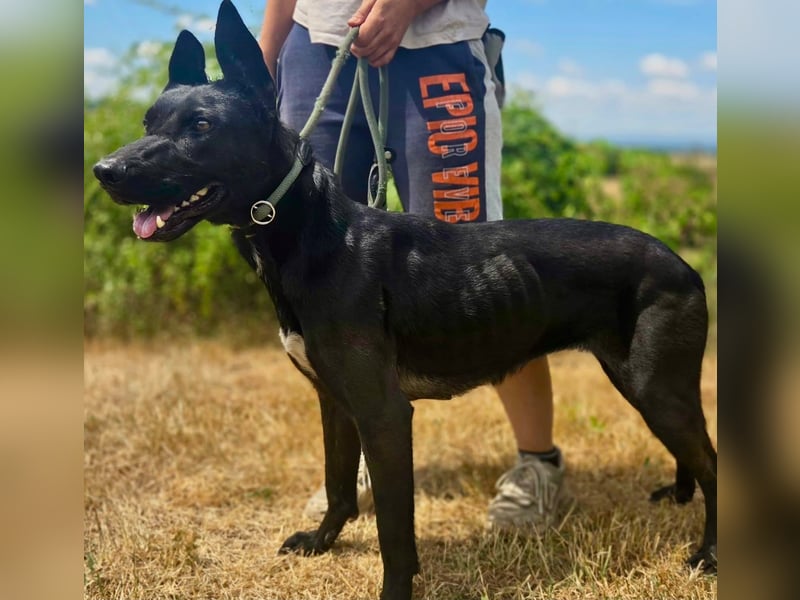 Liebenswürdige Dobermann ähnl. Junghündin, 1,5J., kastriert