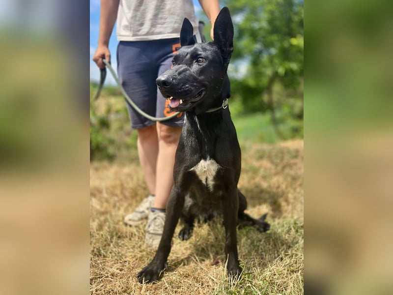 Liebenswürdige Dobermann ähnl. Junghündin, 1,5J., kastriert