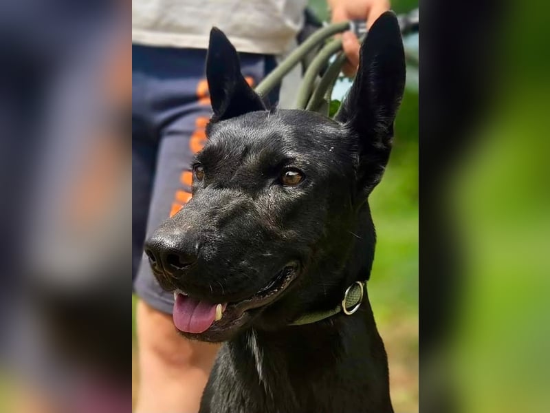 Liebenswürdige Dobermann ähnl. Junghündin, 1,5J., kastriert