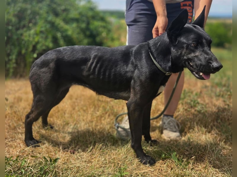 Liebenswürdige Dobermann ähnl. Junghündin, 1,5J., kastriert