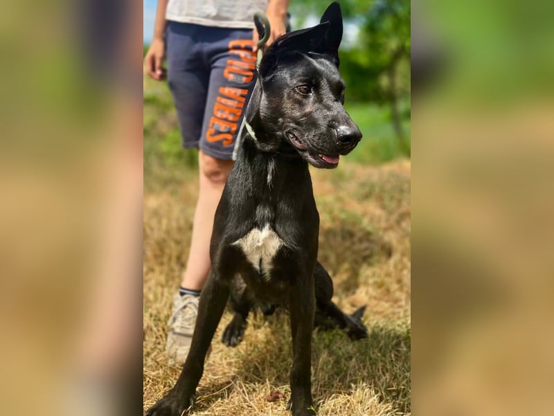 Liebenswürdige Dobermann ähnl. Junghündin, 1,5J., kastriert