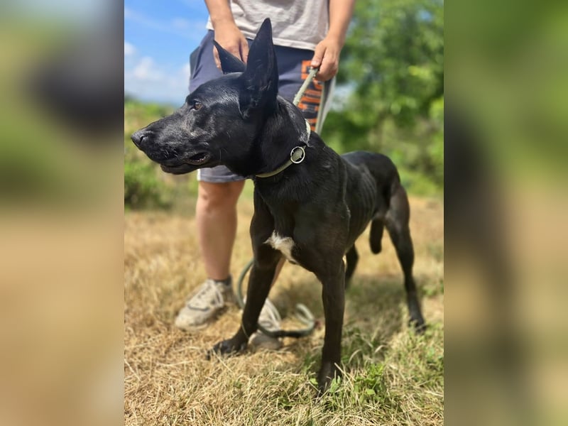 Liebenswürdige Dobermann ähnl. Junghündin, 1,5J., kastriert