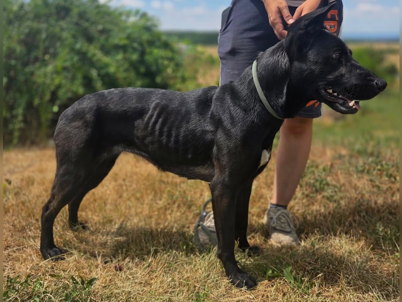 Liebenswürdige Dobermann ähnl. Junghündin, 1,5J., kastriert