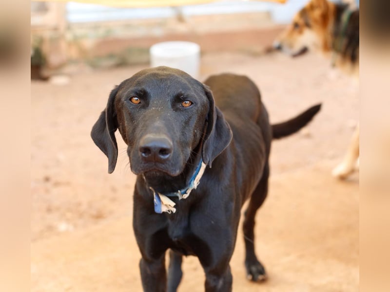 POSEIDON wünscht sich ein Zuhause