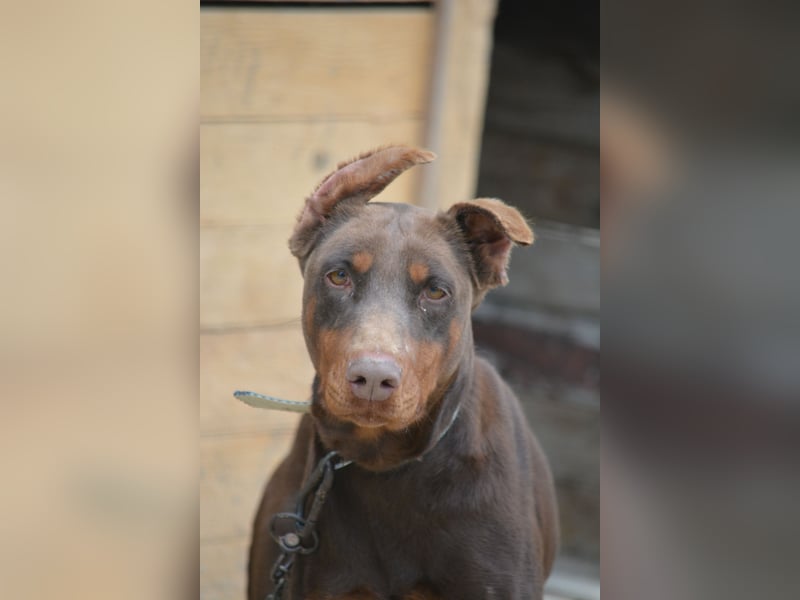Ein Traum an Dobermann Hündin - JESSICA, ca. 2 Jahre alt