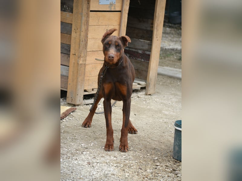 Ein Traum an Dobermann Hündin - JESSICA, ca. 2 Jahre alt