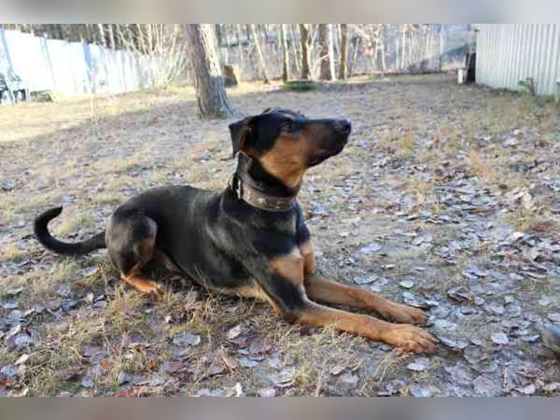 Aron, Dobermann-Schäferhund-Mix, geb. 2025, voller Lebensfreude, su. aktive verständnisvolle Besitze