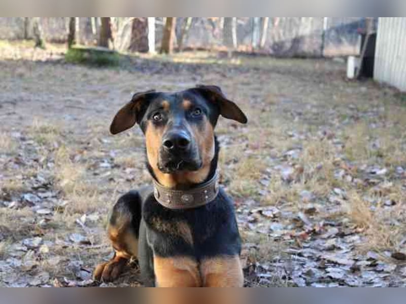 Aron, Dobermann-Schäferhund-Mix, geb. 2025, voller Lebensfreude, su. aktive verständnisvolle Besitze