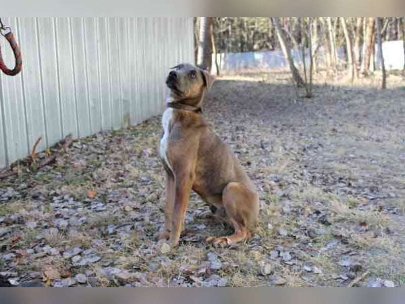 Franky, Dobermann-Malinois-Mischlingsrüde, geb. 6/2025, sucht erfahrene Besitzer