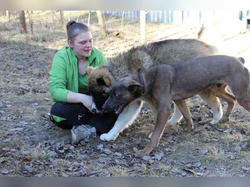 Franky, Dobermann-Malinois-Mischlingsrüde, geb. 6/2025, sucht erfahrene Besitzer