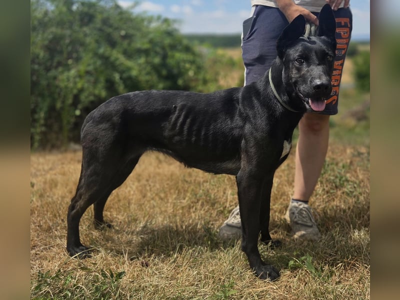 Libenswürdige Dobermann ähnl. Junghündin, 1,5J., kastriert