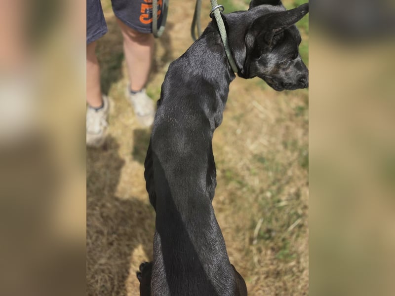 Libenswürdige Dobermann ähnl. Junghündin, 1,5J., kastriert