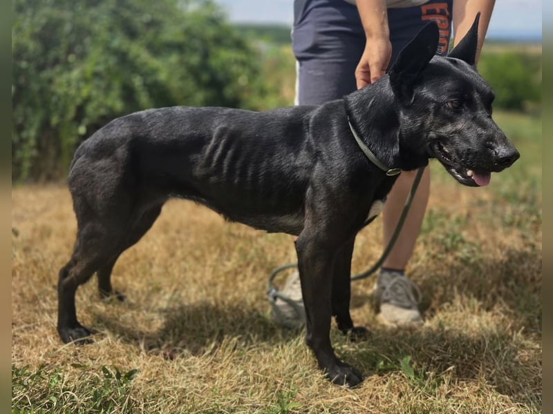 Libenswürdige Dobermann ähnl. Junghündin, 1,5J., kastriert