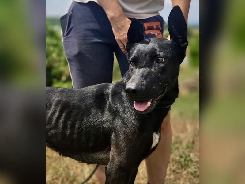 Libenswürdige Dobermann ähnl. Junghündin, 1,5J., kastriert