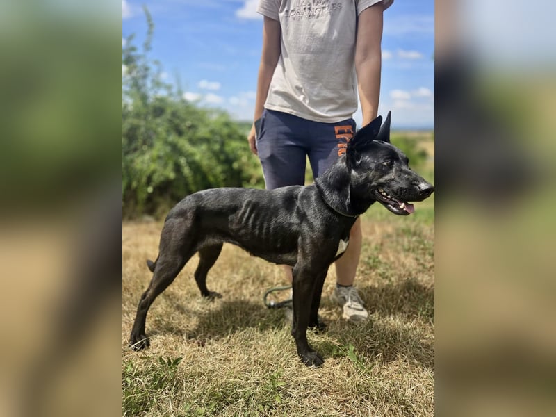 Libenswürdige Dobermann ähnl. Junghündin, 1,5J., kastriert