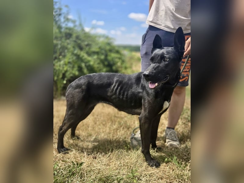 Libenswürdige Dobermann ähnl. Junghündin, 1,5J., kastriert