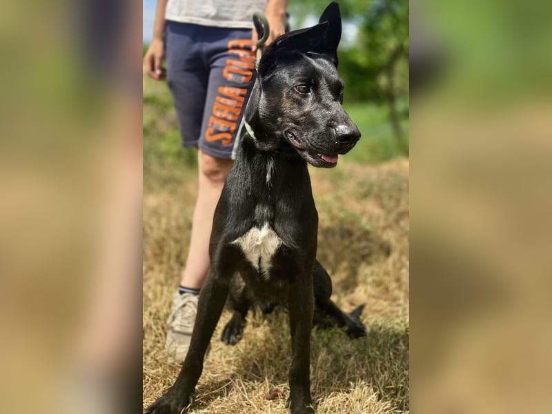 Libenswürdige Dobermann ähnl. Junghündin, 1,5J., kastriert