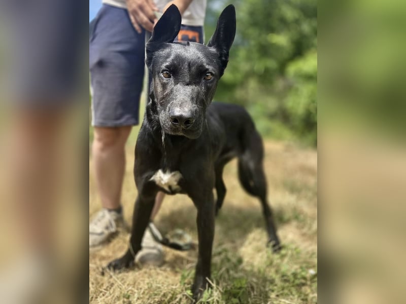 Libenswürdige Dobermann ähnl. Junghündin, 1,5J., kastriert