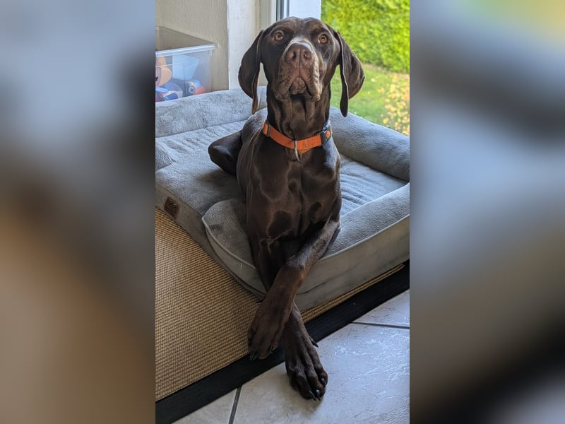 Cleo ist eine sportliche, intelligente Hündin