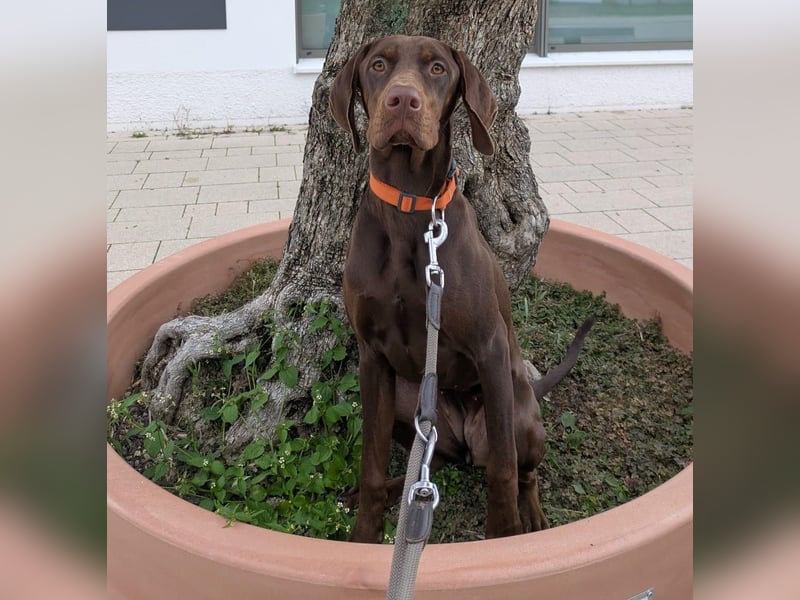 Cleo ist eine sportliche, intelligente Hündin