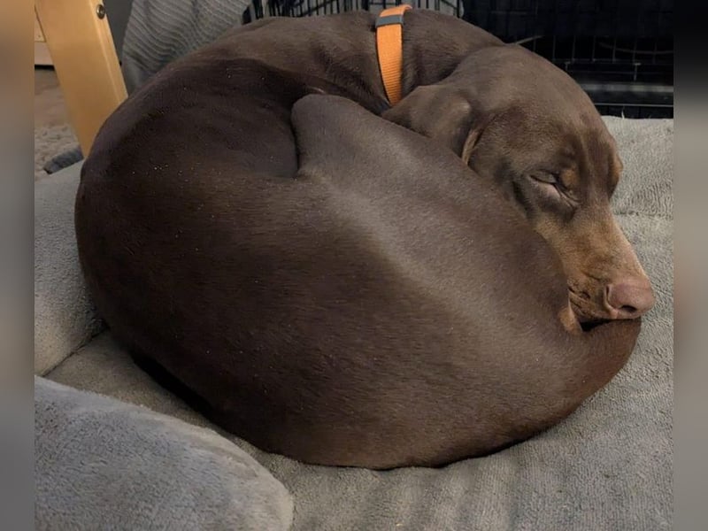 Cleo ist eine sportliche, intelligente Hündin