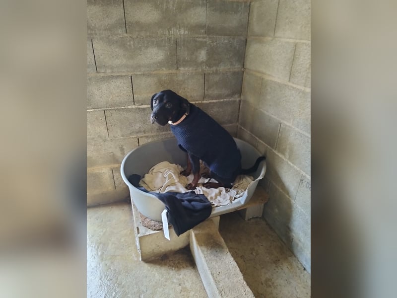 HARTLEY - liebenswerter Blickfang