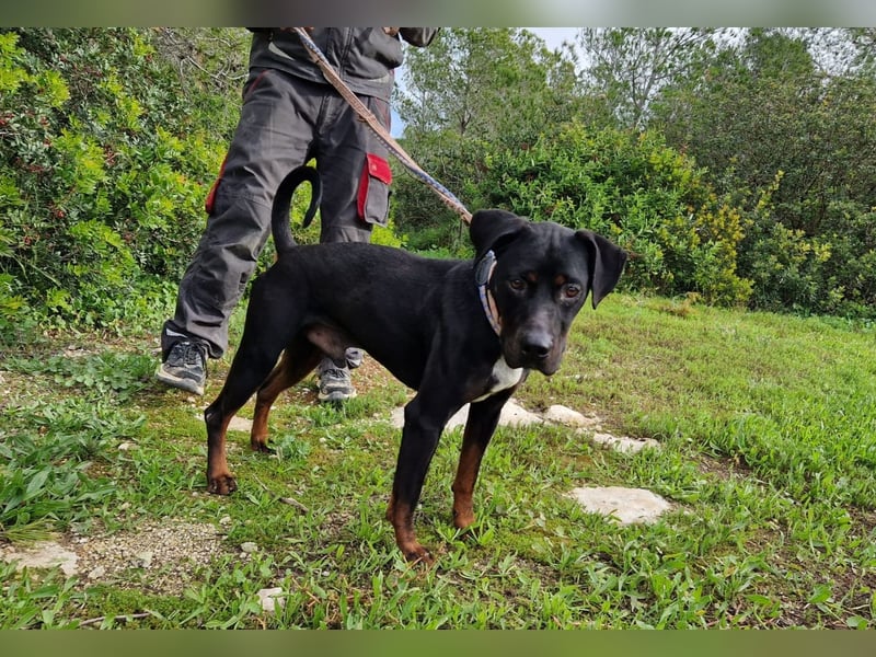 HARTLEY - liebenswerter Blickfang