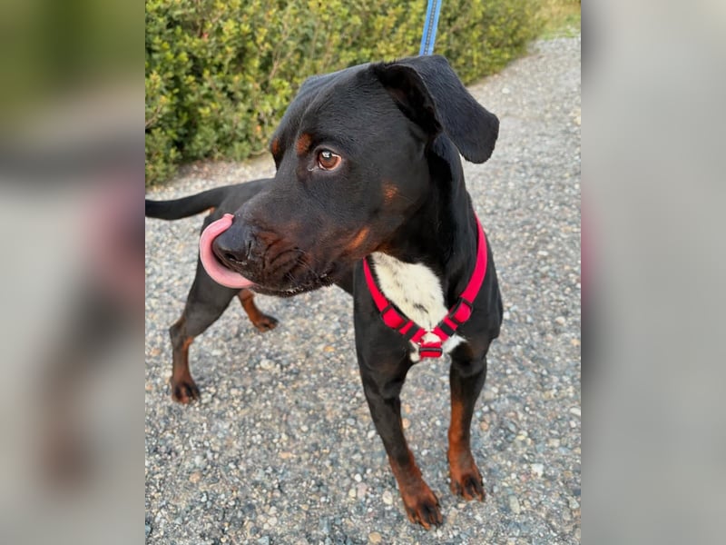 HARTLEY - liebenswerter Blickfang