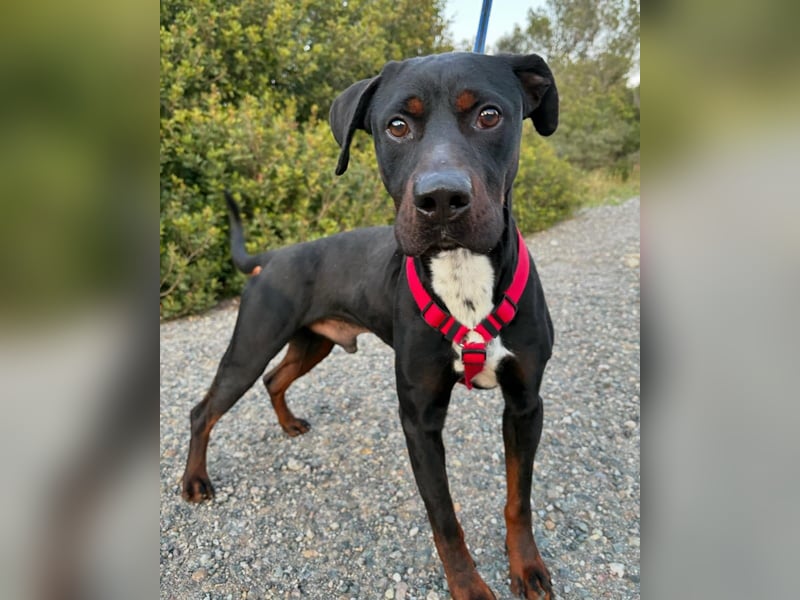 HARTLEY - liebenswerter Blickfang