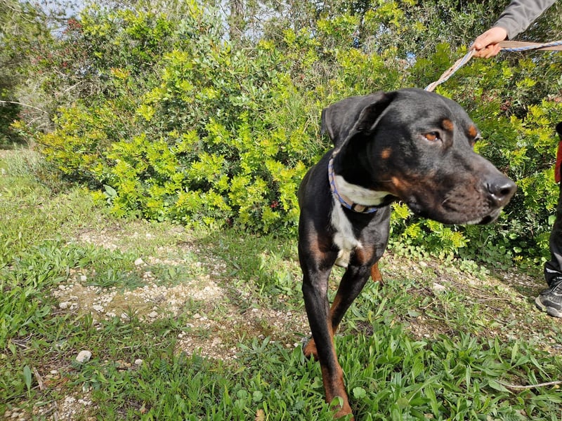 HARTLEY - liebenswerter Blickfang