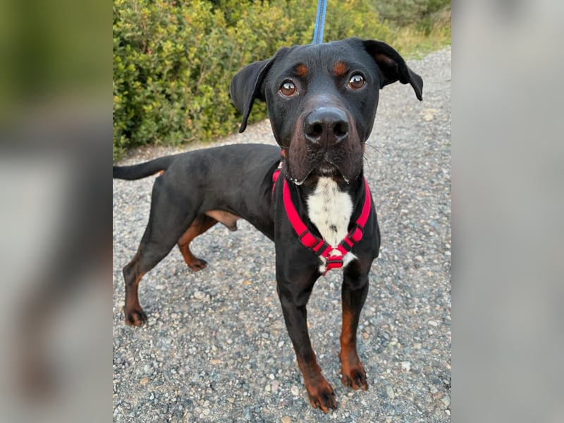 HARTLEY - liebenswerter Blickfang