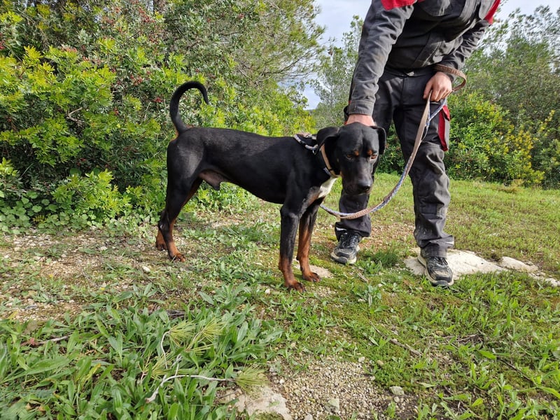 HARTLEY - liebenswerter Blickfang